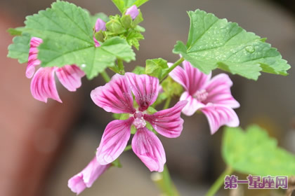 9月17日花语:锦葵,生日花语讽刺