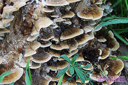 花语:树蘑菇,生日花语神经质