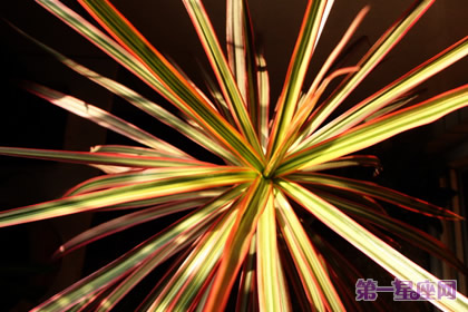 详解：千年木花语是什么？