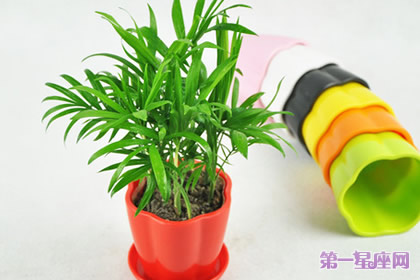 植物花语:袖珍椰子花语是什么?