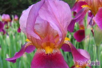 爱丽丝的花语和象征代表意义