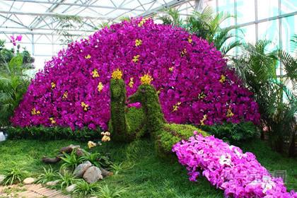 详解:蝴蝶兰的历史和文化背景