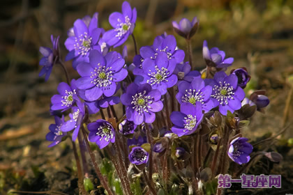 紫色紫罗兰花语:思念