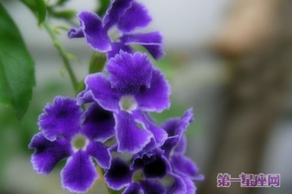 各种颜色的紫罗兰花语