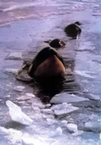 我国南极长城考察站建成(历史今天lsjt.org)