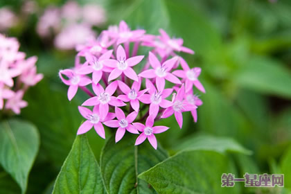 12月31日花语:雨伞花,生日花语伟业