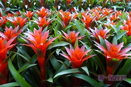 凤梨花的花语：完美无缺