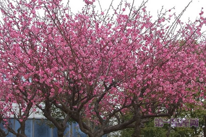 中国十大名花之一:凌霜傲雪的梅花