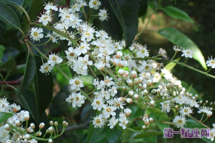 11月14日生日花语：葡萄牙月桂树，花语谈判