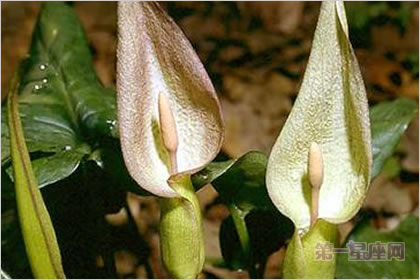 4月28花语:君子与淑女,生日花语哄笑