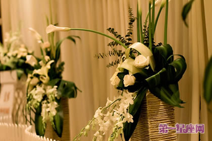 花语大全：海芋花的花语是什么？