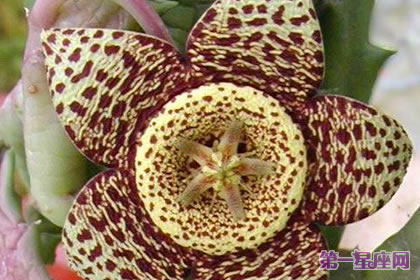 豹皮花的花语:有危险,时刻警戒状态