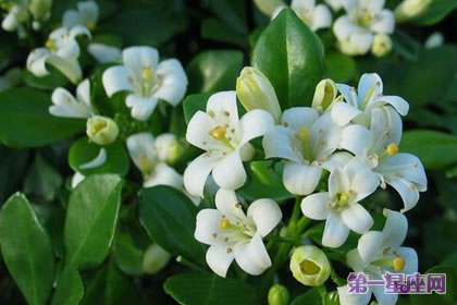 九里香的花语是什么?