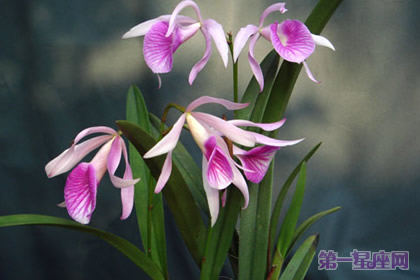 文心兰的花语:隐藏的爱