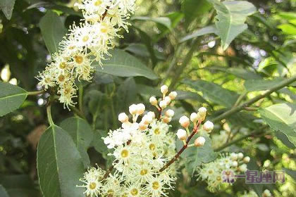 1月7日生日花:葡萄牙月桂,生日花语勤勉