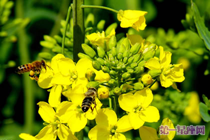 各种花的花语:油菜花的花语是什么?