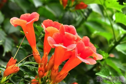 凌霄花花语是什么