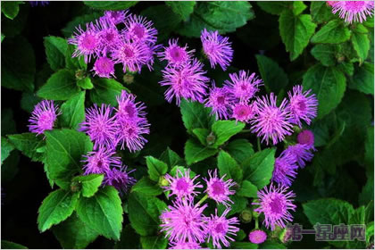 生日花语:藿香蓟的花语