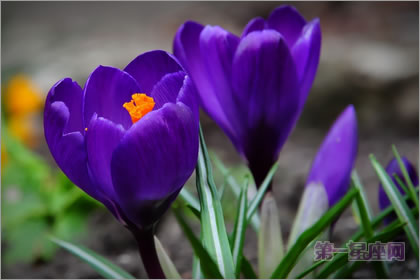 2月28生日花语：紫番红花，生日花语款待