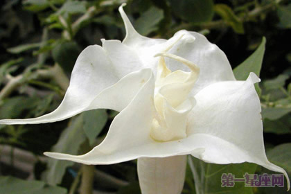 推荐几种代表高贵的花?