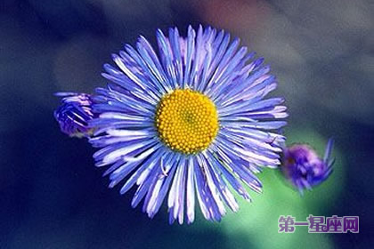 花语:蓝色法利敏,生日花语迅速