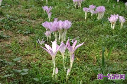 8月6日花语：秋水仙，生日花语单纯