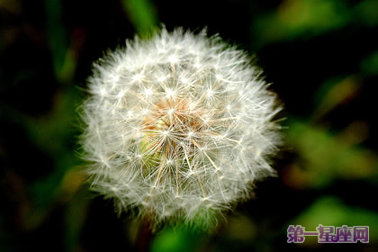 9月6日花语:秋蒲公英,生日花语诱惑