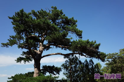 花语:松树,生日花语笃实