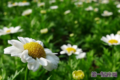 花语：小日菊，生日花语清澄