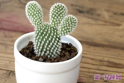 盘点什么花防辐射最好?