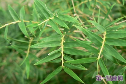 凤尾竹花语:节节高升、平安之意