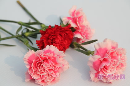 三八节的花语是什么?你知道么?