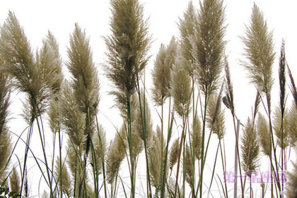 芦苇的花语：韧性、自尊又自卑的爱