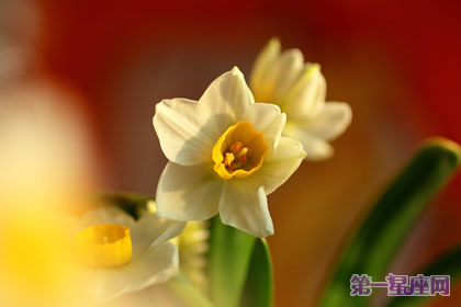 水仙花的花卉花语:纯洁和吉祥