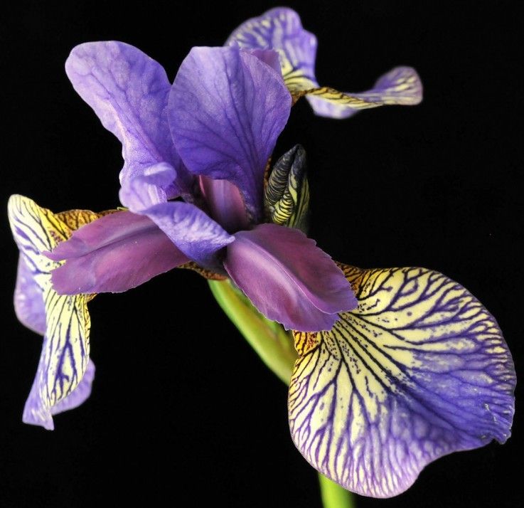 鸢尾花原产地是哪里？